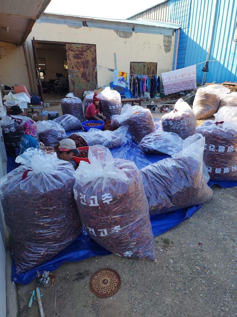 김윤수님의 장터 판매 상품 [2022년 햇고추가루 팜니다 ] 첨부 사진