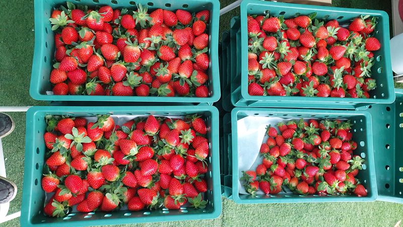 장터 상품 [산지직송설향딸기1k(500g*2팩)] 썸네일