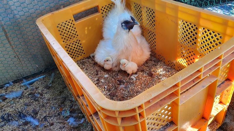 유창남님의 장터 판매 상품 [산지직송설향딸기1k(500g*2팩)] 첨부 사진