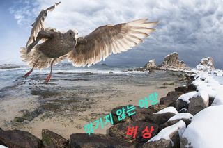 김주용님의 기타작물 · 자유게시판 작성글 사진