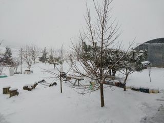 바위돌님의 콩 · 자유게시판 작성글 사진