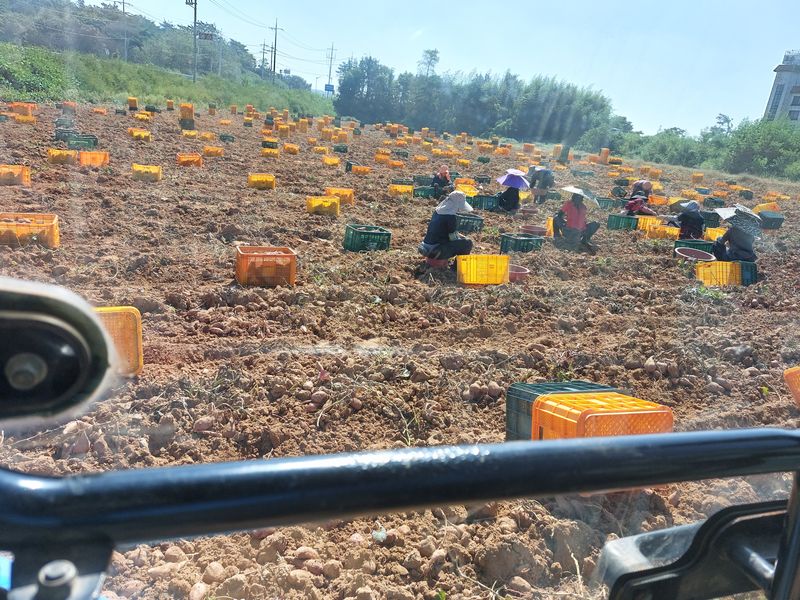 농촌의지킴님의 장터 판매 상품 [안면도 호박고구마 꿀 고구마] 첨부 사진