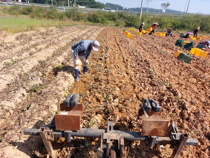 장터 상품 [안면도 호박고구마 꿀 고구마] 썸네일