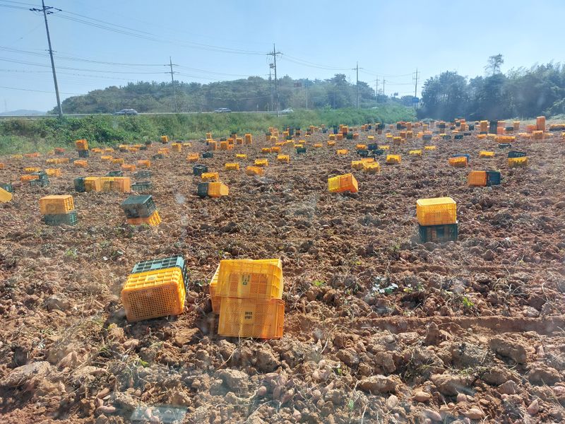 농촌의지킴님의 장터 판매 상품 [안면도 호박고구마 꿀 고구마] 첨부 사진
