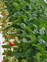 팜모닝 기타작물·자유게시판 게시글 이미지