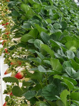 논산. 이순자님의 기타작물 · 자유게시판 작성글 사진