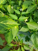 팜모닝 고추·병해충상담 게시글 이미지