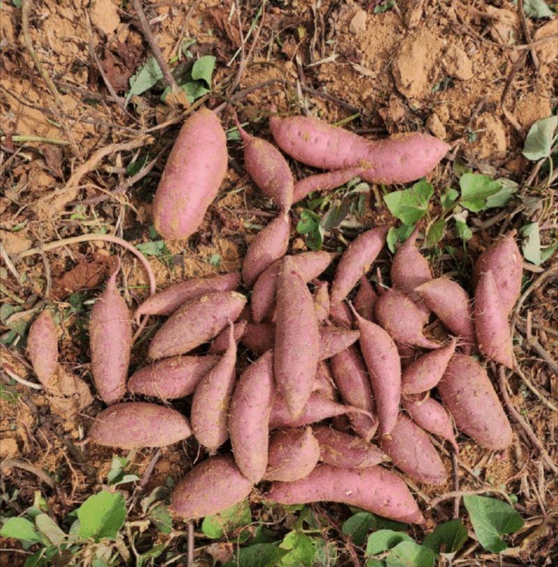 양심농사꾼님의 장터 판매 상품 [정말맛있는 해풍머금은 안면도 꿀고구마 5kg] 첨부 사진