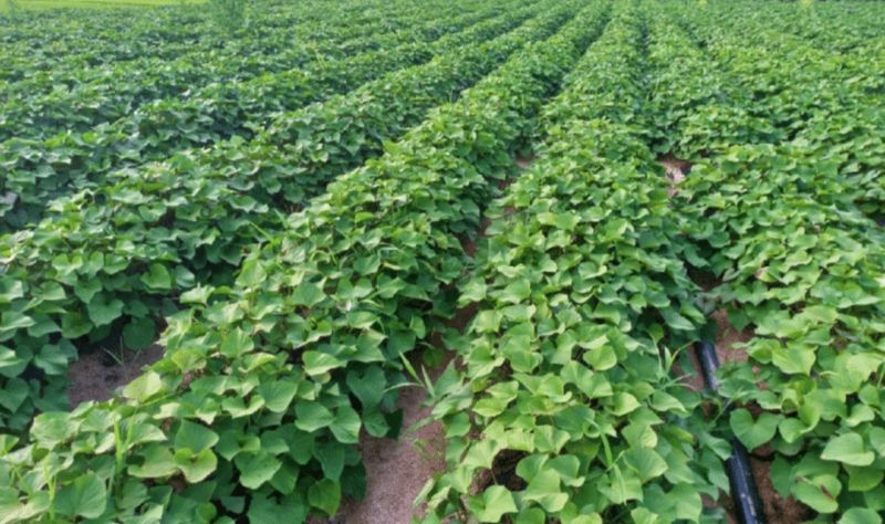 양심농사꾼님의 장터 판매 상품 [정말맛있는 해풍머금은 안면도 꿀고구마 5kg] 첨부 사진