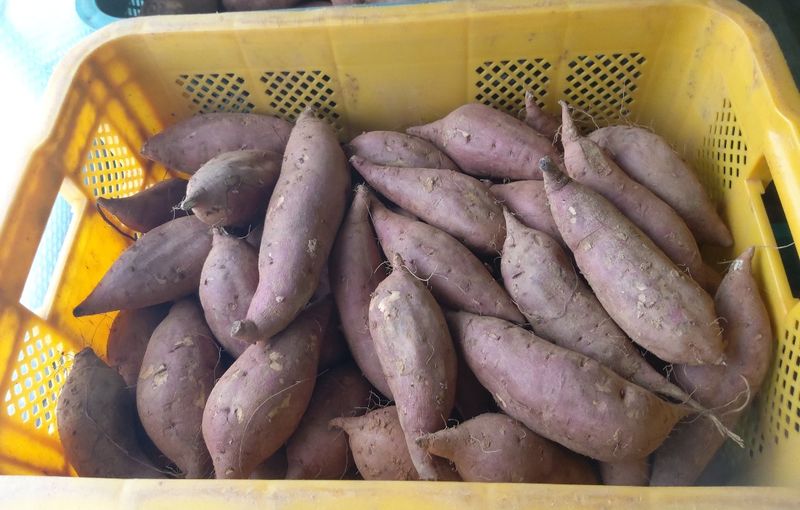 양심농사꾼님의 장터 판매 상품 [정말맛있는 해풍머금은 안면도 꿀고구마 5kg] 첨부 사진