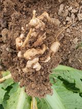 팜모닝 배추·병해충상담 게시글 이미지