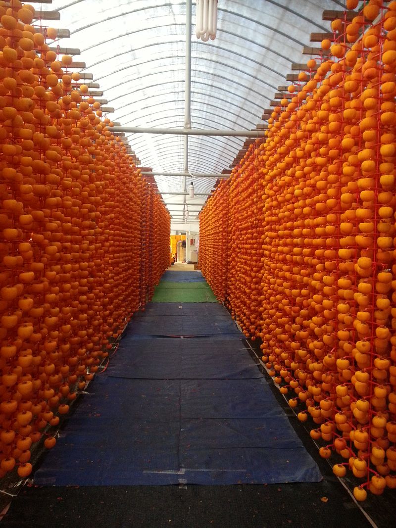 동남 농원님의 장터 판매 상품 [곶감(반건시) 45g  이상] 첨부 사진