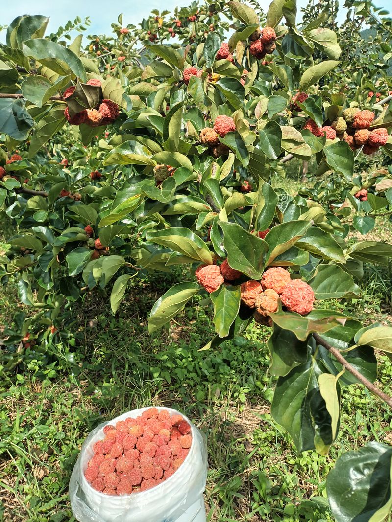 장터 상품 [꾸지뽕즙 택배비포함 ] 썸네일