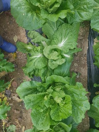 일주님의 배추 · 병해충상담 작성글 사진