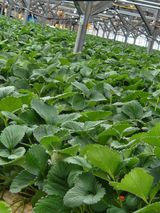 팜모닝 딸기·수확 게시글 이미지