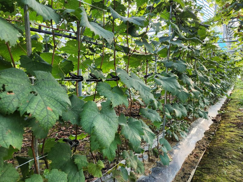 아라향농원님의 장터 판매 상품 [포도 묘목 판매 합니다(샤인머스켓.쥬얼머스켓)] 첨부 사진