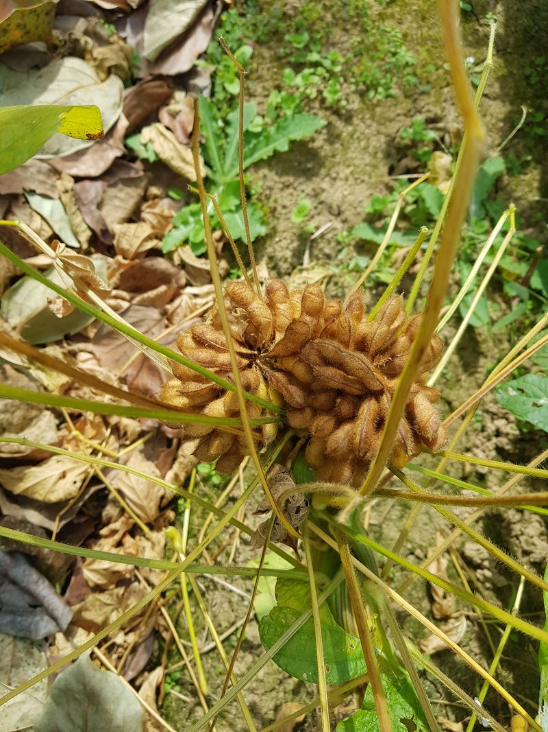 신선고을농원님의 장터 판매 상품 [부채콩 100g.만원] 첨부 사진
