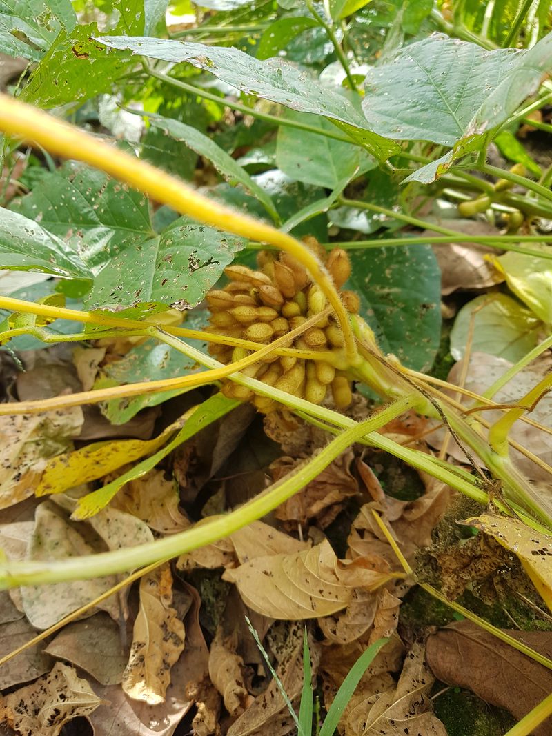 신선고을농원님의 장터 판매 상품 [부채콩 100g.만원] 첨부 사진
