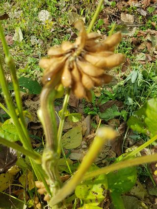 신선고을농원님의 작성글 사진