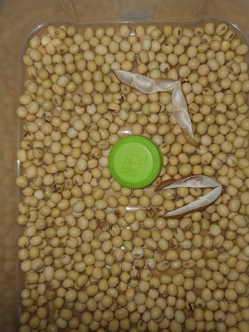 신선고을농원님의 장터 판매 상품 [부채콩 100g.만원] 첨부 사진