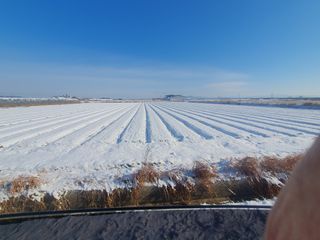 오선환님의 양파 · 자유게시판 작성글 사진