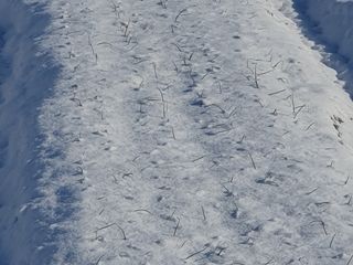 오선환님의 양파 · 자유게시판 작성글 사진