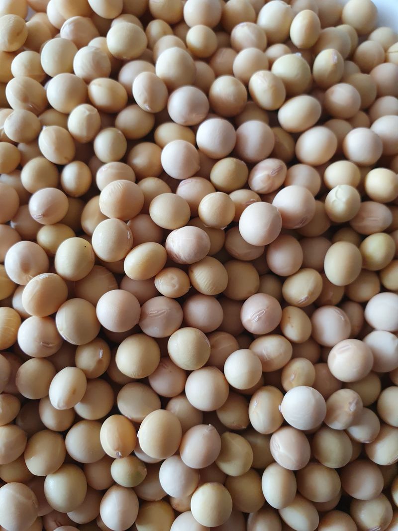 장터 상품 [메주콩 팝니다] 썸네일