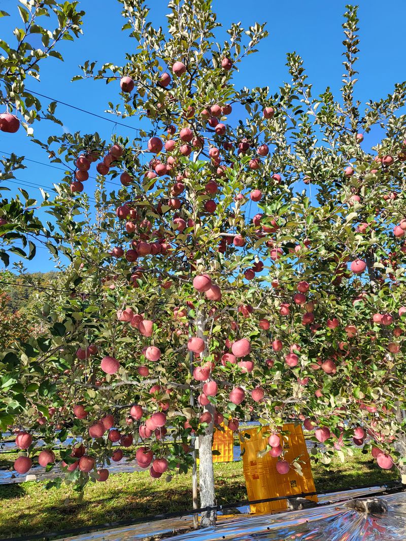 김주영님의 장터 판매 상품 [부사 사과 🍎 10kg] 첨부 사진