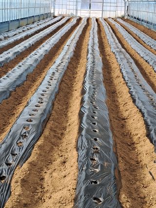 강춘원님의 감자 · 자유게시판 작성글 사진