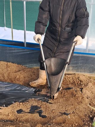 강춘원님의 감자 · 자유게시판 작성글 사진