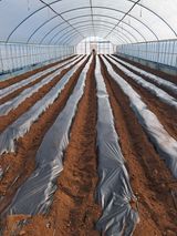 팜모닝 감자·자유게시판 게시글 이미지