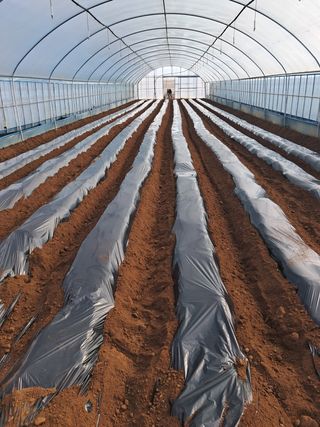 강춘원님의 감자 · 자유게시판 작성글 사진