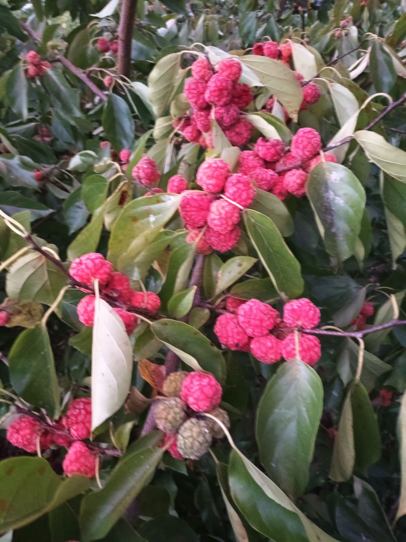 이영숙님의 장터 판매 상품 [꾸지뽕즙] 첨부 사진