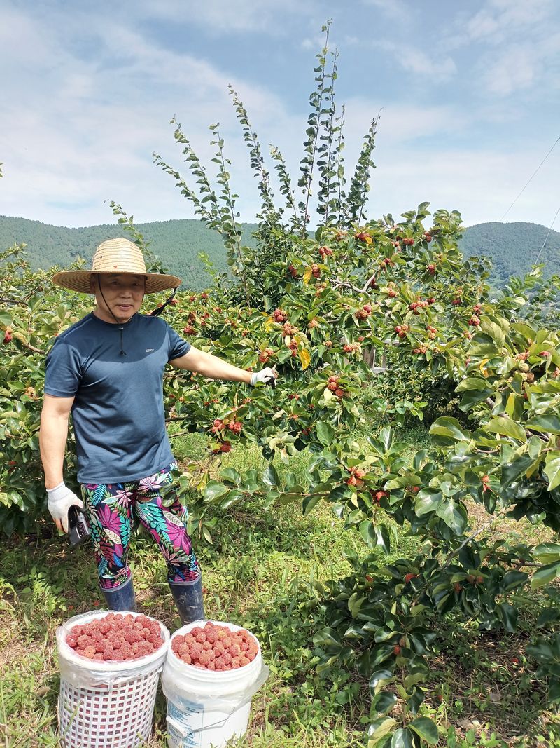 이영숙님의 장터 판매 상품 [꾸지뽕즙] 첨부 사진
