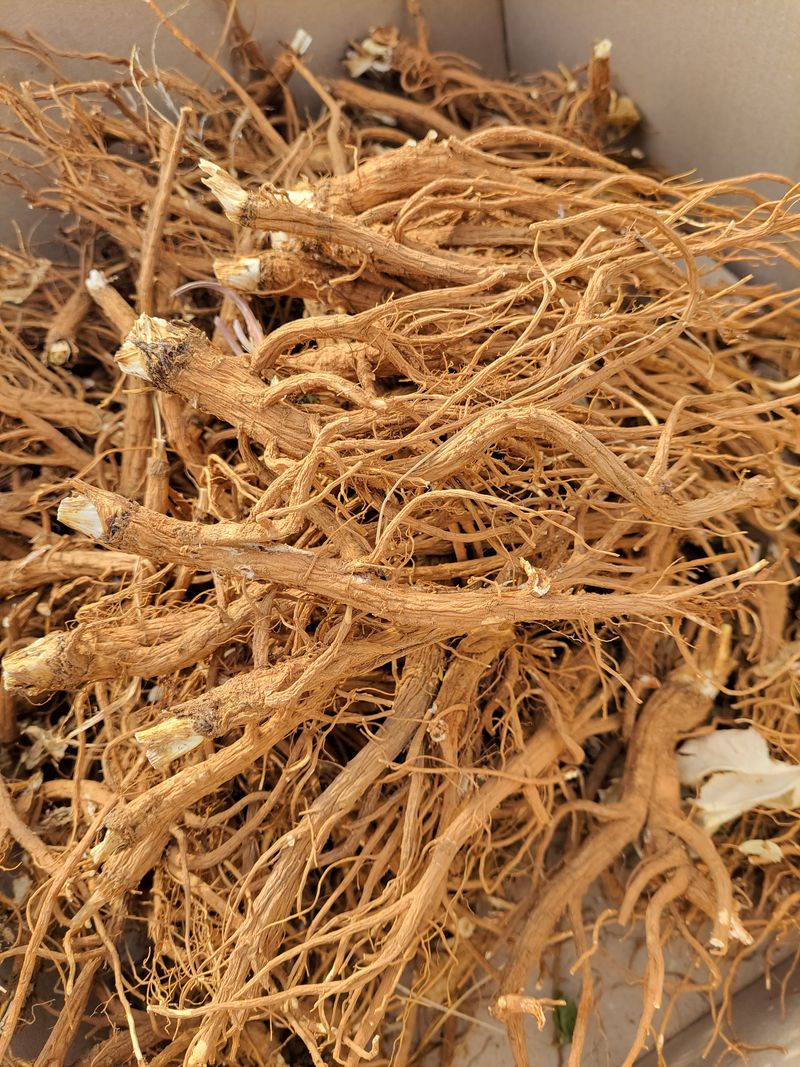 장터 상품 [건조한 당귀(약초)] 썸네일