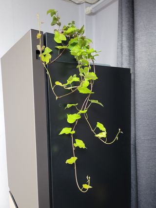 강성우님의 고구마 · 자유게시판 작성글 사진