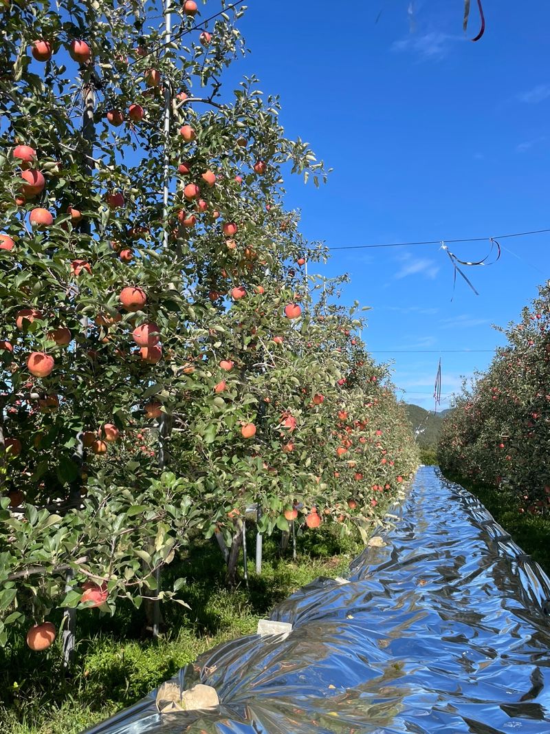 조순자님의 장터 판매 상품 [청송 꿀송이 사과] 첨부 사진