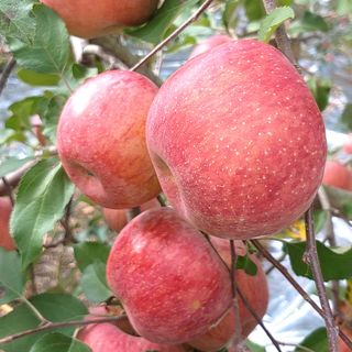 월악산남제천사과님의 사과 · 시세•판로 작성글 사진