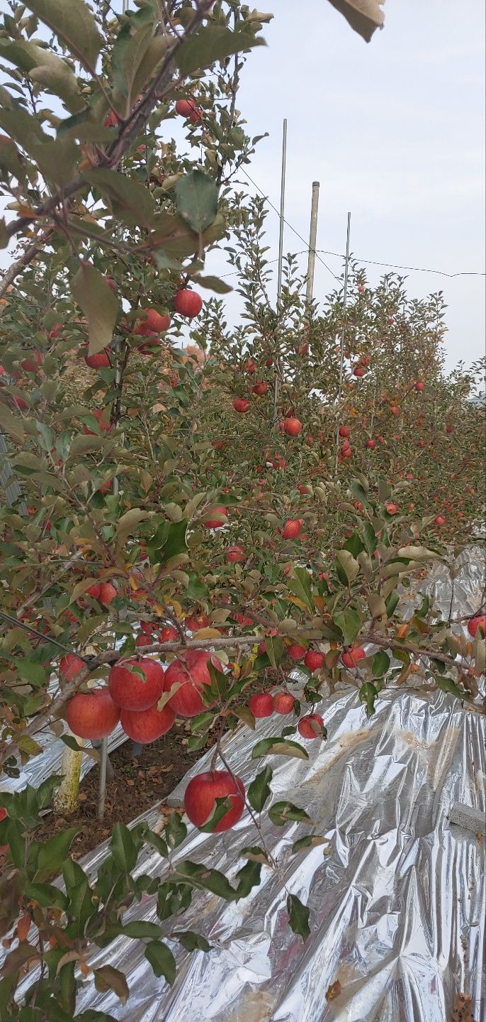 장터 상품 [월악산남제천고당도사과 5kg 10kg] 썸네일