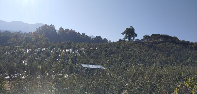 월악산남제천사과님의 장터 판매 상품 [월악산남제천고당도사과 5kg 10kg] 첨부 사진