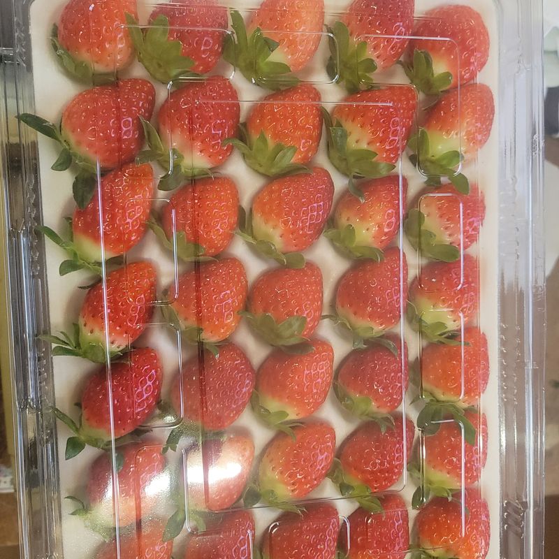 장터 상품 [순천선우네딸기 19일 발송 주문받아요.] 썸네일