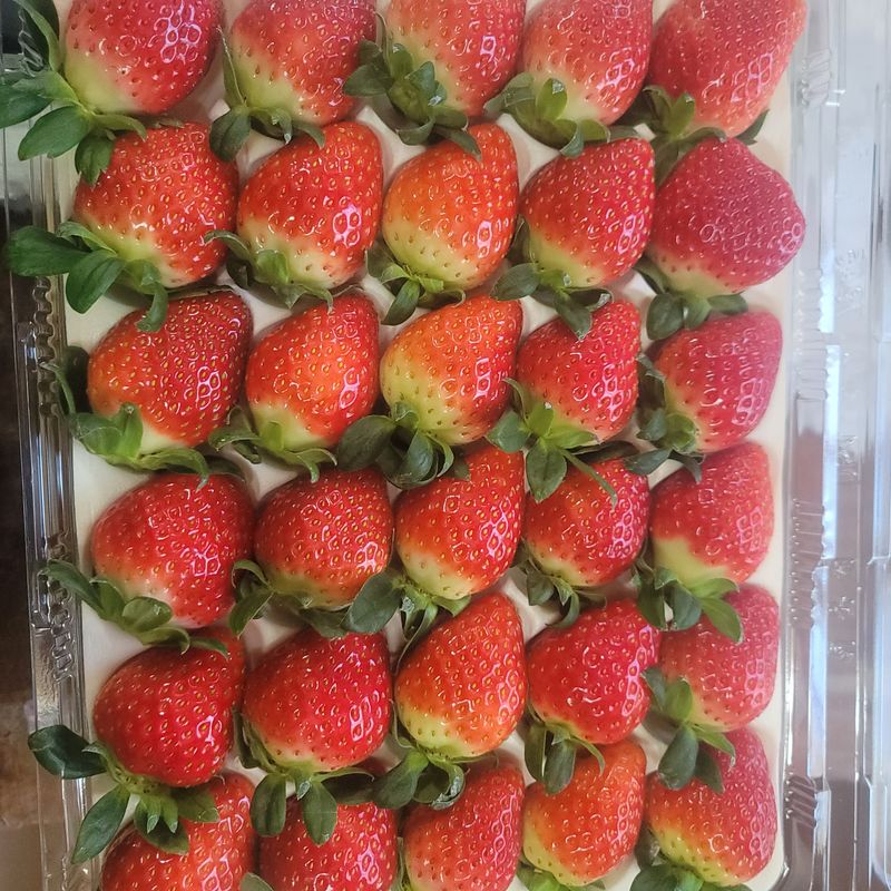 강미향님의 장터 판매 상품 [순천선우네딸기 19일 발송 주문받아요.] 첨부 사진