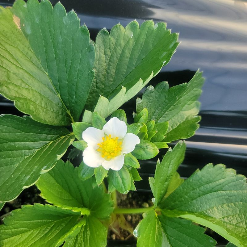 강미향님의 장터 판매 상품 [순천선우네딸기 19일 발송 주문받아요.] 첨부 사진