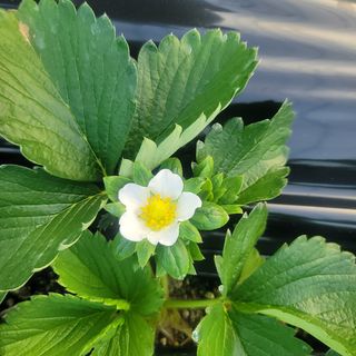 강미향님의 작성글 사진