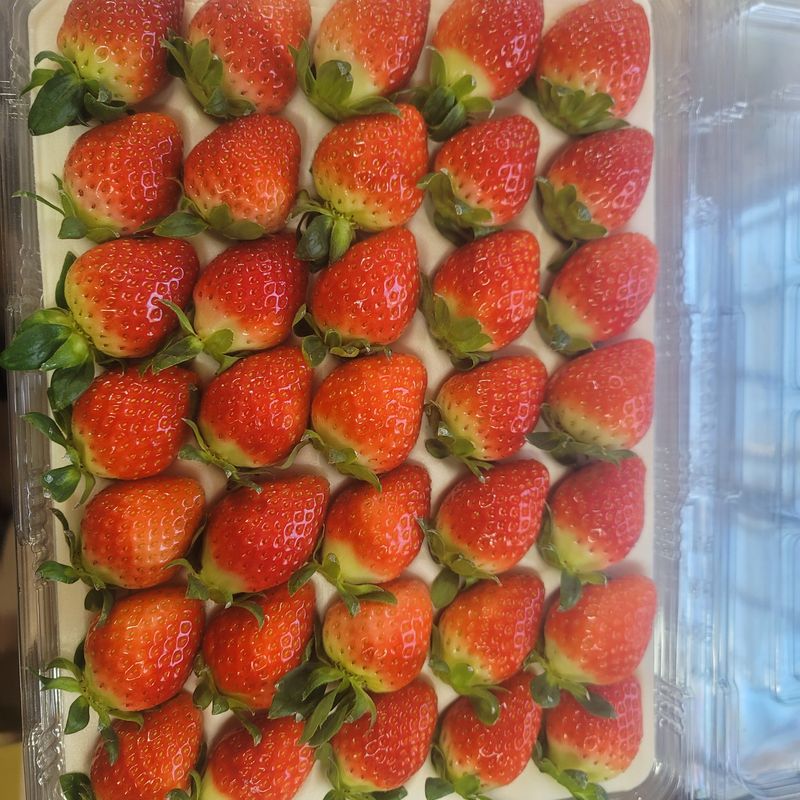 강미향님의 장터 판매 상품 [순천선우네딸기 19일 발송 주문받아요.] 첨부 사진