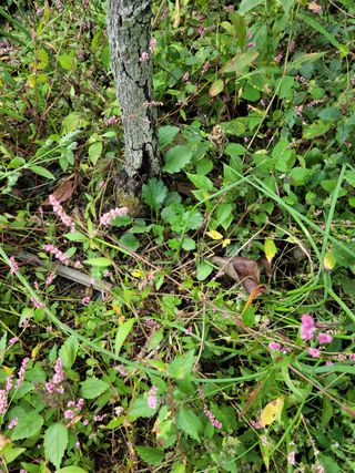 이승남님의 감 · 병해충상담 작성글 사진