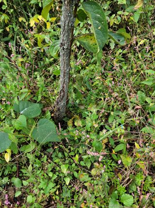 이승남님의 감 · 병해충상담 작성글 사진