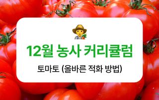 토마토 농사도우미님의 토마토 · 생장기 농작업 작성글 사진