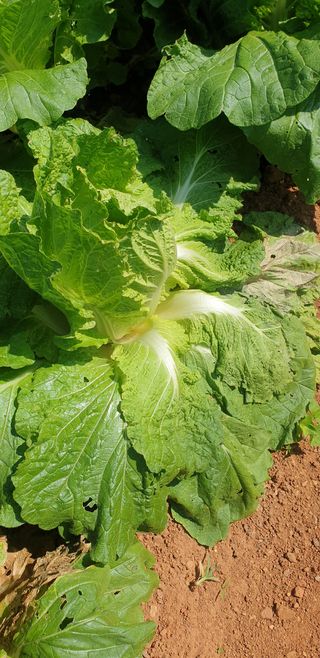 물안농장님의 배추 · 병해충상담 작성글 사진