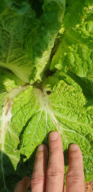 물안농장님의 배추 · 병해충상담 작성글 사진